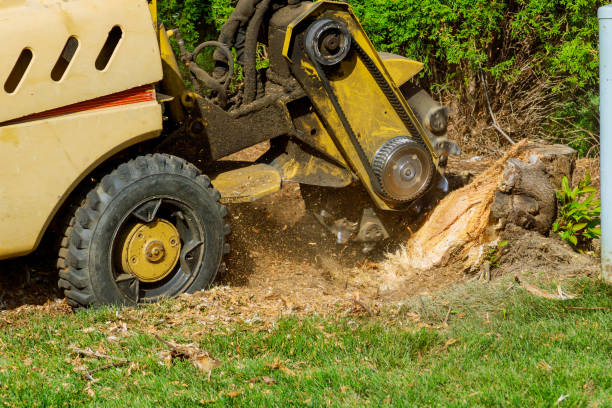 Best Tree Preservation Services  in Waterman, IL